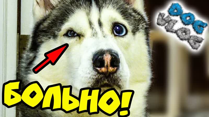 DOGVLOG: ХАСКИ УКУСИЛИ ЗА ГЛАЗ КЛИП ИЗ ВИДЕО ПОДПИСЧИКОВ.