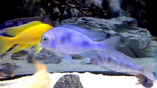Cyrtocara moorii Blue Dolphin