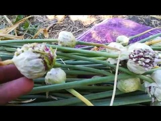 Как правильно собрать и дозарить воздушку(бульбочку)чеснока