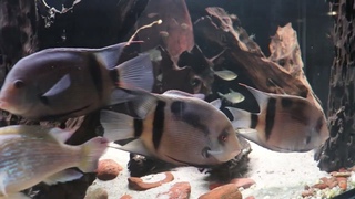 Panda UARU 2