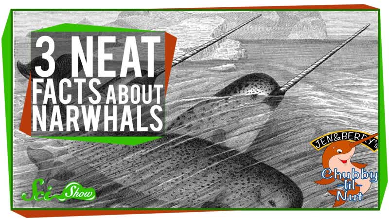 3 Neat Facts About Narwhals ( Including: Theyre Real