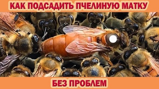 Как подсадить пчелиную матку без проблем! Эти маленькие хитрости принесут вам желаемый результат!
