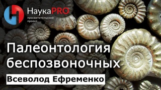 Что беспозвоночные могут рассказать о прошлом  Всеволод Ефременко | Лекции по палеонтологии