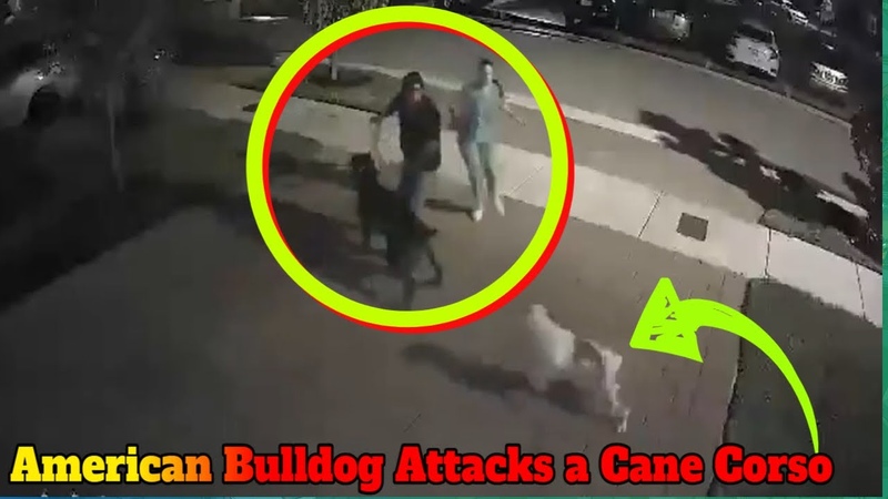 American Bulldog attacks a Cane Corso cause of stupid bulldog